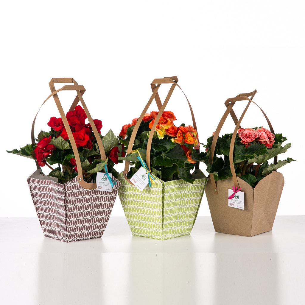 <B style='color:green'>SOLO PROVINCE TOSCANE SERVITE</B> - BEGONIA