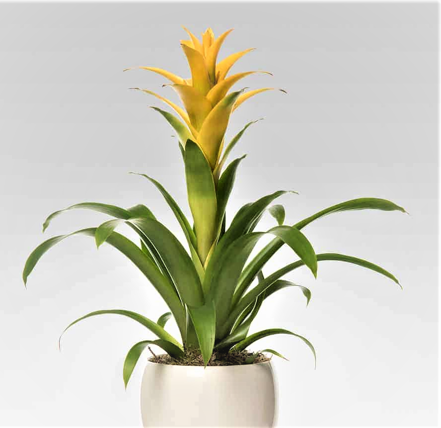 <B style='COLOR:ORANGE'>BRESCIA E PROVINCIA</B> - BROMELIA CONFEZIONATA - PIANTA GRANDE COLORI GIALLO, ROSSO, ROSA