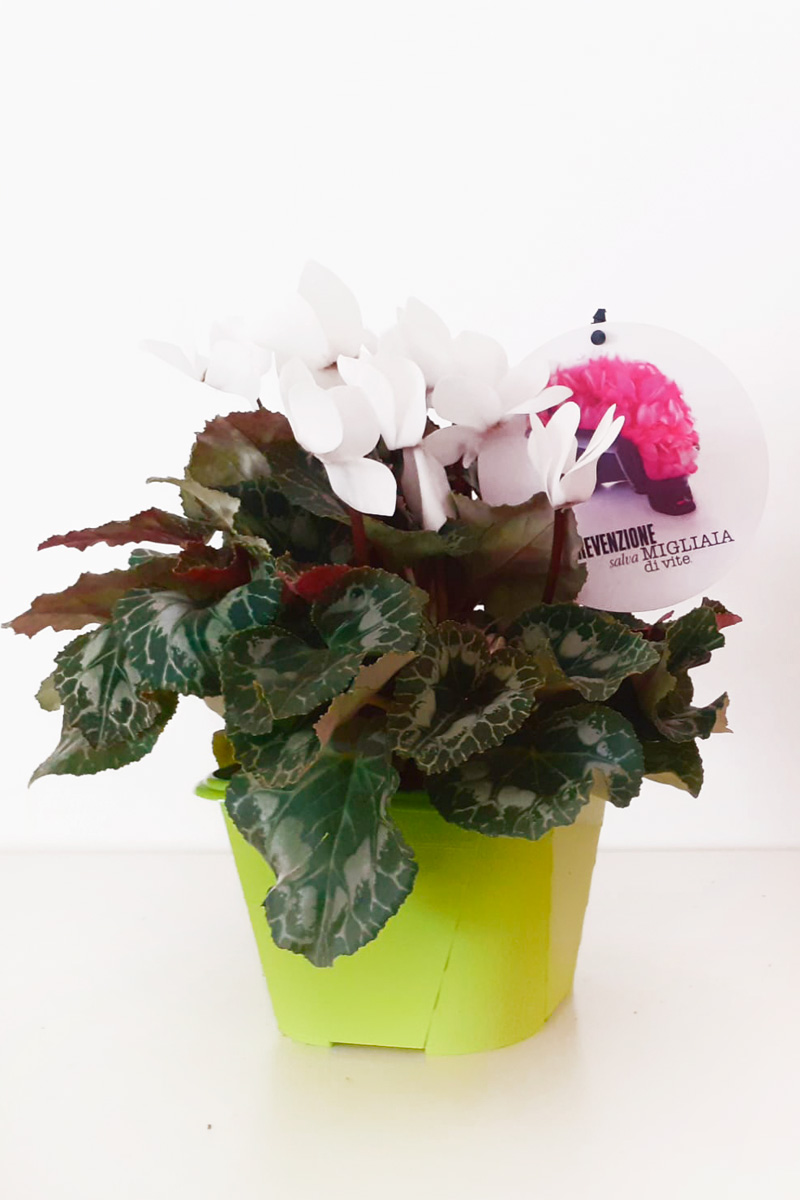 CICLAMINI | <b color='purple' style='color:#008080'>BARI</B>