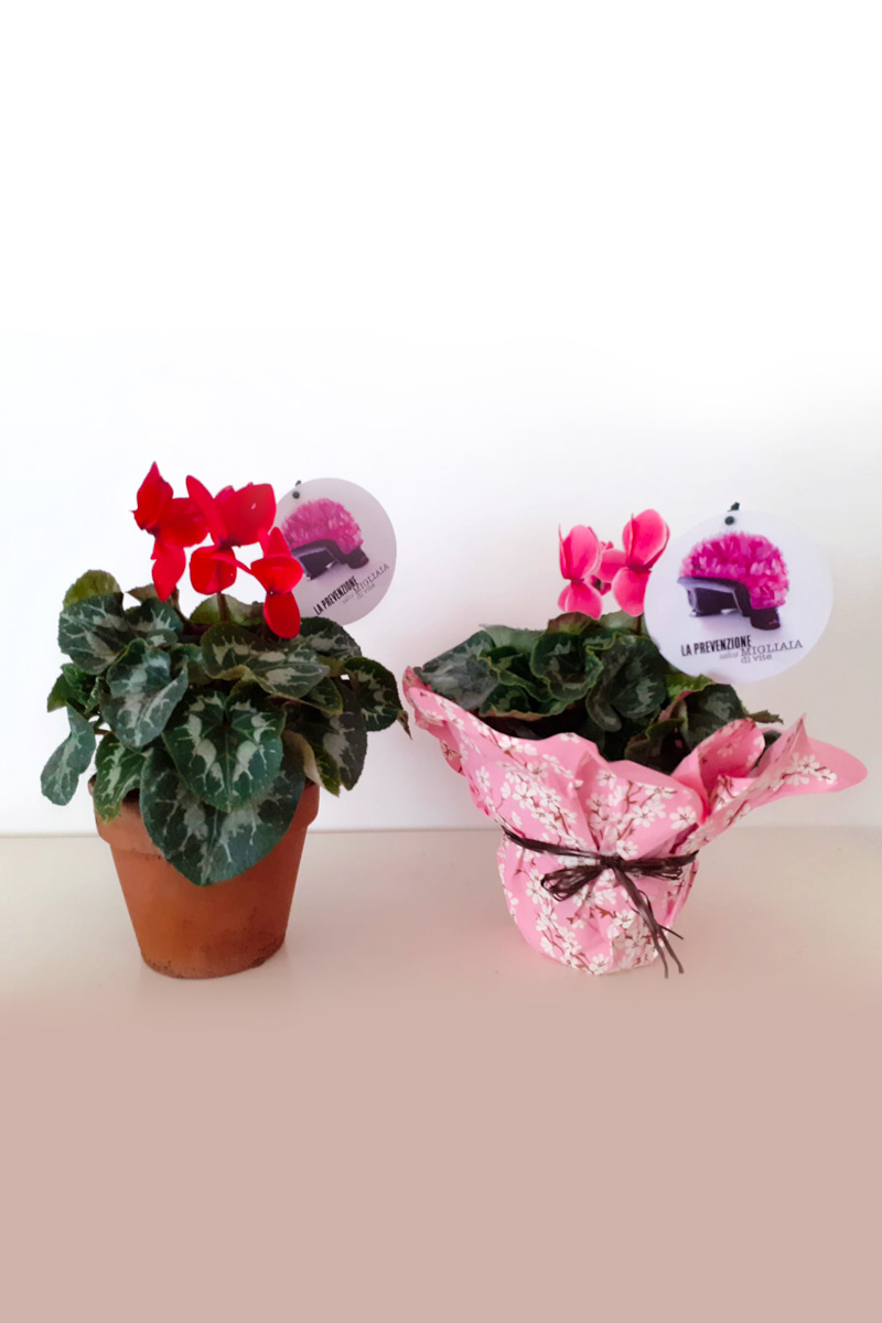 CICLAMINI | <b color='purple' style='color:#008080'>BARI</B>