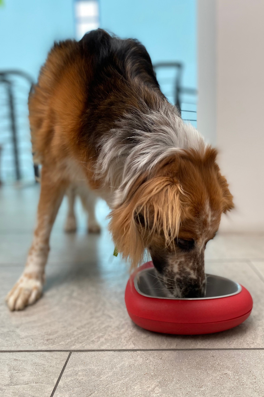 CIOTOLA PER CANE O GATTO, formato CUORE | <b style='color:red'>SOLO BOLOGNA E PROVINCIA</b>
