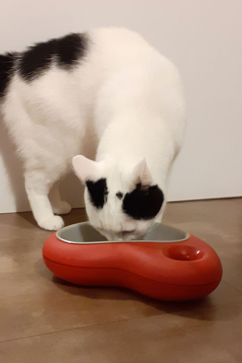 CIOTOLA PER CANE O GATTO, formato CUORE | <b style='color:red'>SOLO BOLOGNA E PROVINCIA</b>