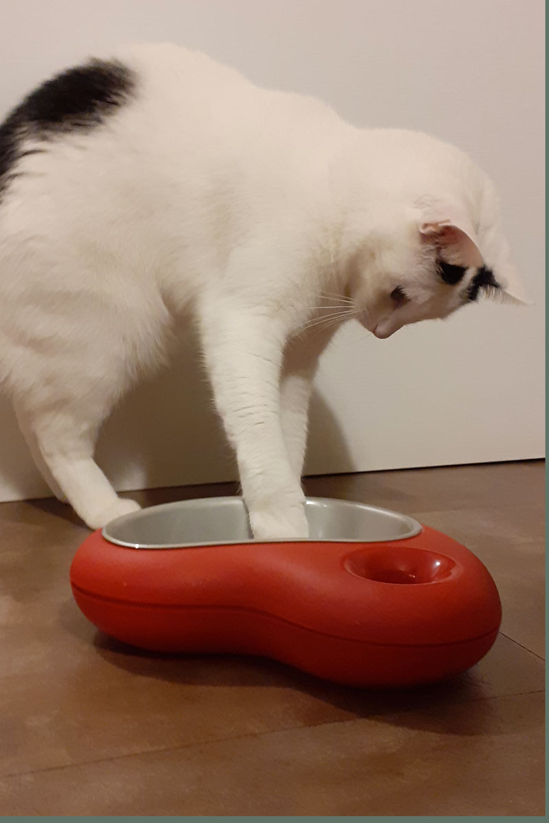 CIOTOLA PER CANE O GATTO, formato CUORE | <b style='color:red'>SOLO BOLOGNA E PROVINCIA</b>